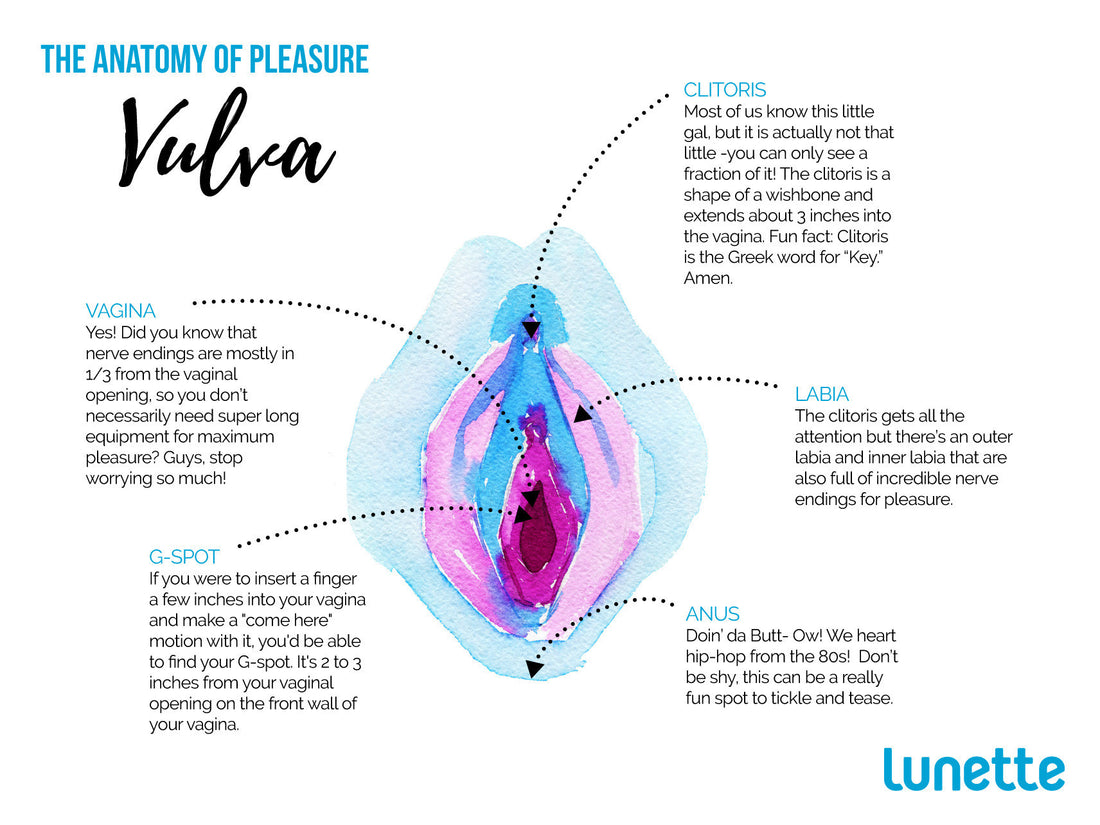 The Anatomy of Pleasure
